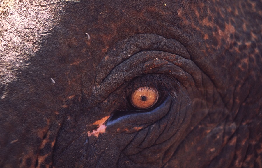 Elephant Eye.jpg